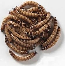 GIANT MEALWORMS