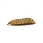 CALCI WORM