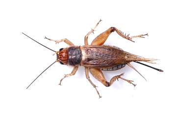XL CRICKETS