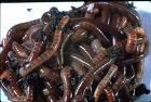 EARTHWORMS