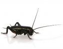 BLACK FIELD CRICKETS