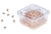 FRUITFLY CULTURE
