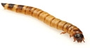 GIANT MEALWORMS