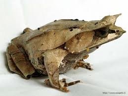 ASIAN HORNED FROG