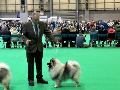 Sofia 1st in Puppy at Crufts 2023