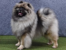 3 Generation Pedigree