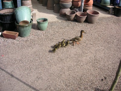 Not everything is a plant