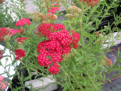 Achillea Paprika