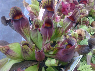Saracenia purpurea slug eating pitcher plant