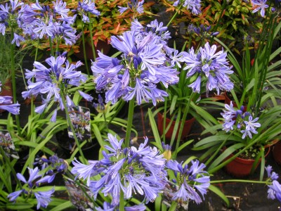 Agapanthus Charlotte{fp}