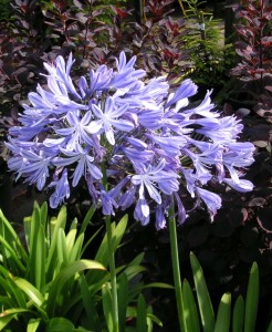 Agapanthus africanus Blue