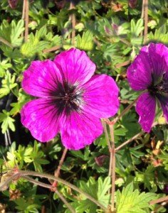 Geranium Dragon Heart