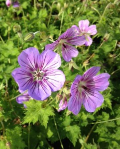 Geranium Havana Blues