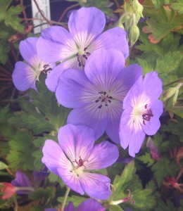 Geranium Rozanne