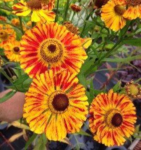 Helenium Feuersiegel