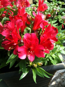Alstromeria Merlot