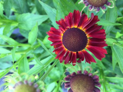 Helenium Salsa