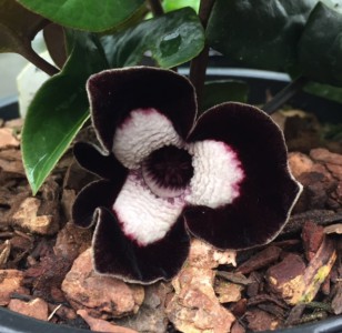 Asarum Silver Panda