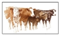 Print of Beef Cattle