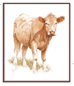 Young Charolais