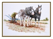Clydesdales by Michael Cooper