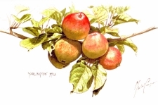 Yarlington Mill Somerset Cider Apple by Michael Cooper