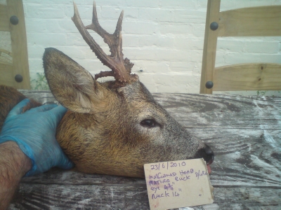 Take a note on cacdboard and tags arround antlers to help identify.