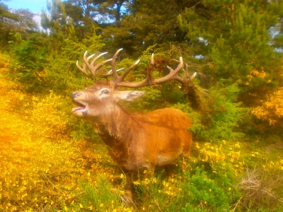 Red deer stalking is now available for the novice on a reasonable price.phone for more info.