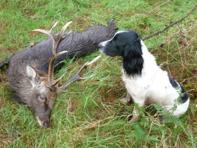 Bens 12 point cracker of a sika