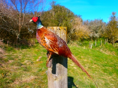 Cock pheasant for sale