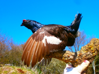 Tetrao Tetrix Blackgrouse taxidermy for sale sold sold sold