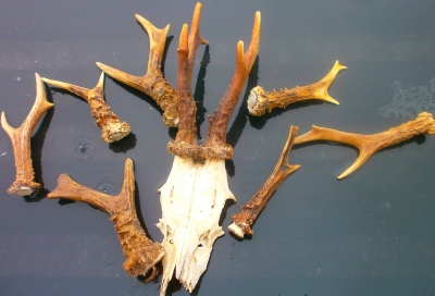 Roe deer antlers stickmaking/Sold/sold