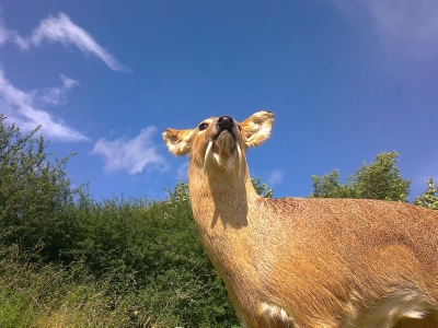 Chinese Water Deer taxidermy trophy lifesize mount