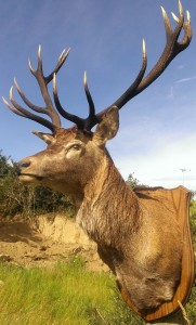 Red Deer Stag game head mount for sale