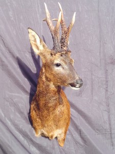 Gold Medal Roe Buck taxidermy mount for sale  