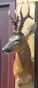 Roe deer buck taxidermy mount