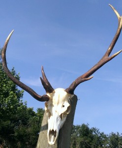 Red stag malformed antlers