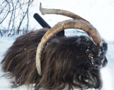 Wild Goat Stalking Scotland 2/2/2015