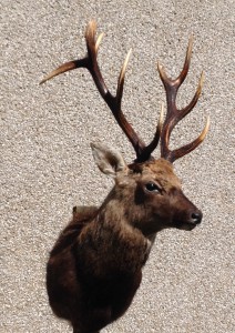 scottish sika stag taxidermy mount massive antlers
