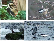 Bird photos from the Lodge.