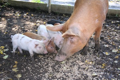 Tel: Colin 0121 406 3262