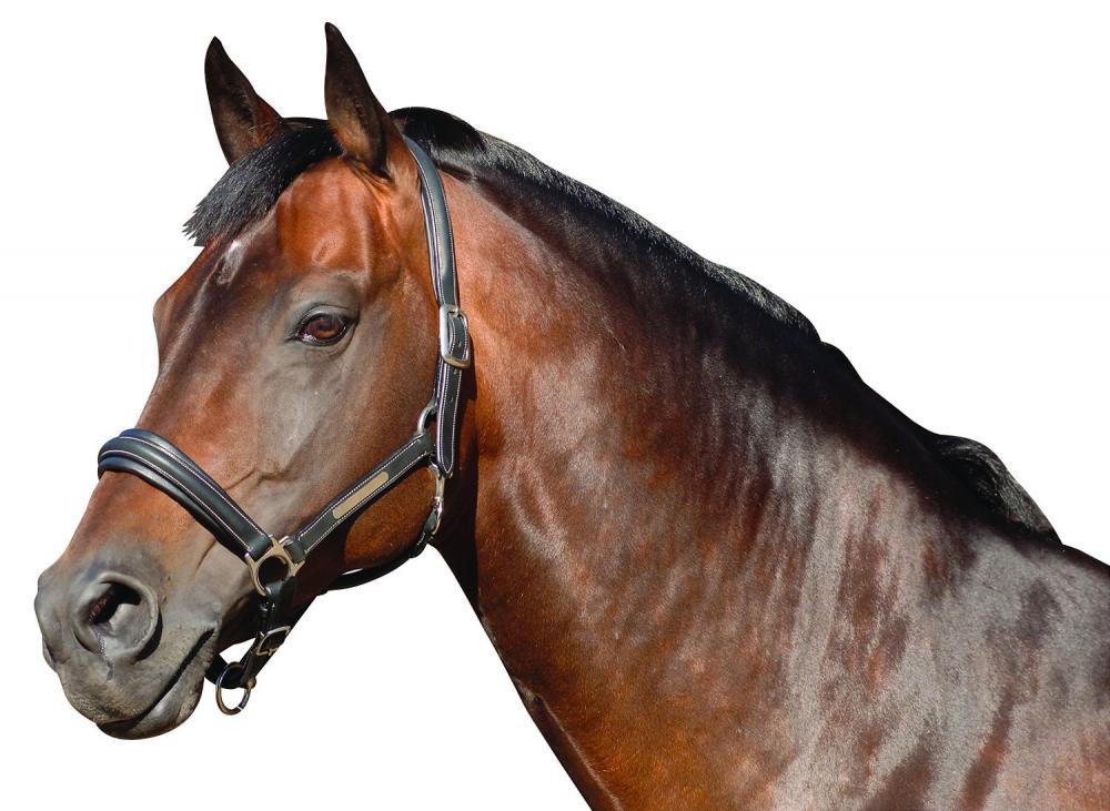 Caldene Leather Headcollar