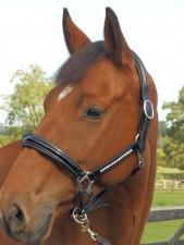 Olvossa Crystal Headcollar