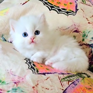 STUNNING SHORT LEG MALE Available 4th August 25