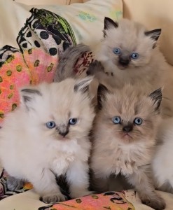 KITTENS AVAILABLE FROM July 28th 25