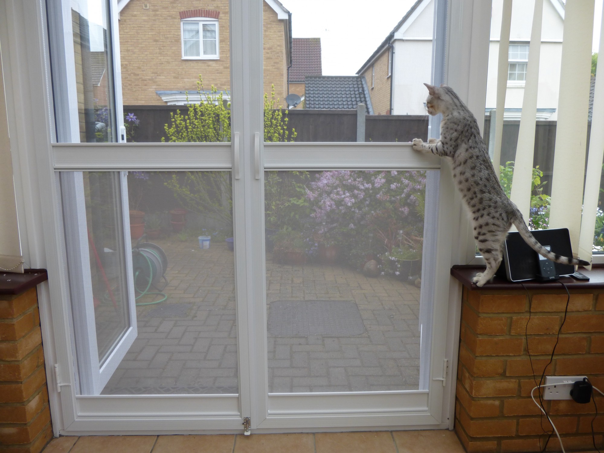screen door indoor cat