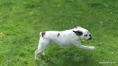 English Bull Dog Winston.