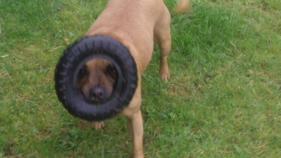 Staffordshire Bull Terrier Bo Lives with Winston EBT.