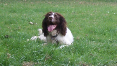 Oscar Springer Spaniel.