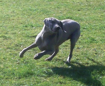 Weimaraner Millionaire Max.